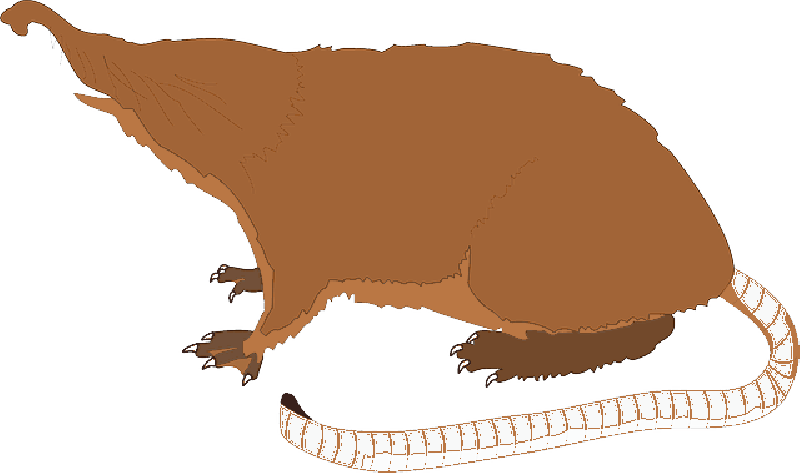 Mb Image/png - Mole Animal Tail (800x473), Png Download