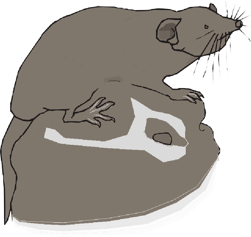 Mb Image/png - Vector Graphics (800x756), Png Download