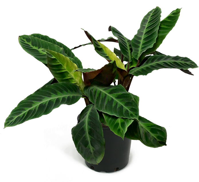 Calathea Jungle Velvet Large - Calathea Jungle Velvet (700x669), Png Download