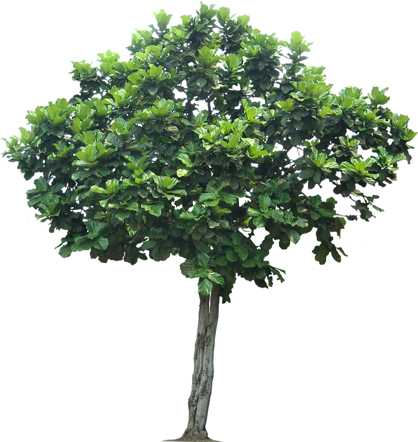 Jungle Tree Transparent Png - Png Image Apple Tree (849x918), Png Download