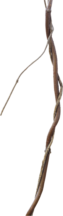 Jungle Facts - Jungle (220x746), Png Download