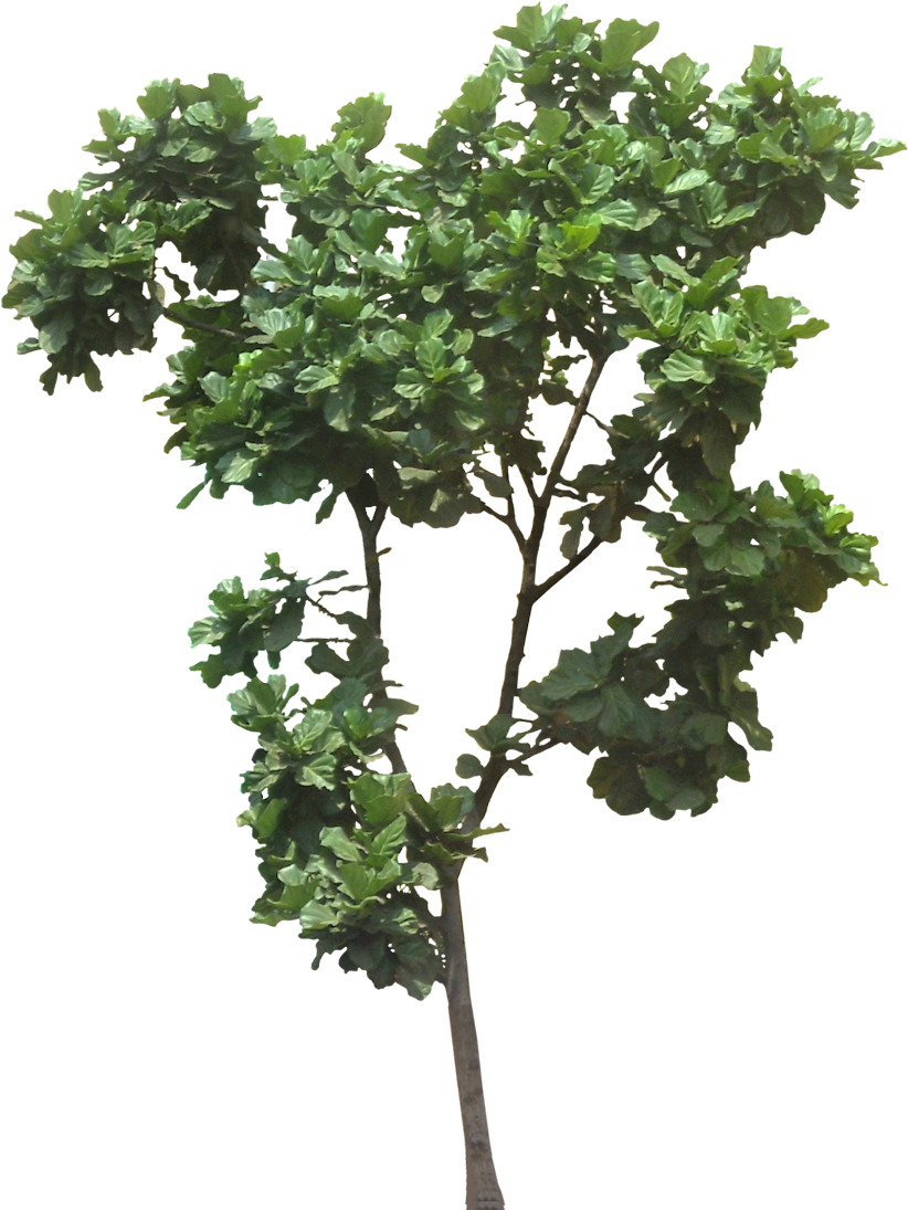 Tree Cut Out, Jungle Tree, Plant Pictures, Trees To - Ficus Lyrata Tree Png (837x1111), Png Download