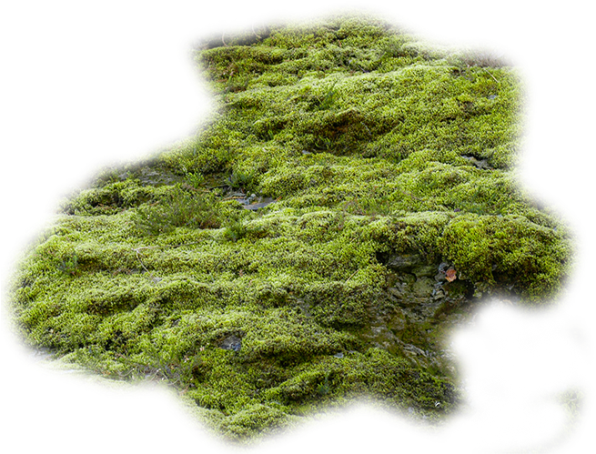 Moss Vector Algae Clip Art Transparent Download - Stock Photography (803x603), Png Download