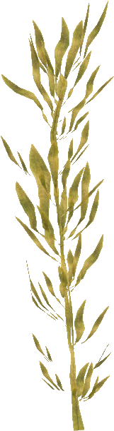 Coastal Algae - Hierochloe (603x603), Png Download
