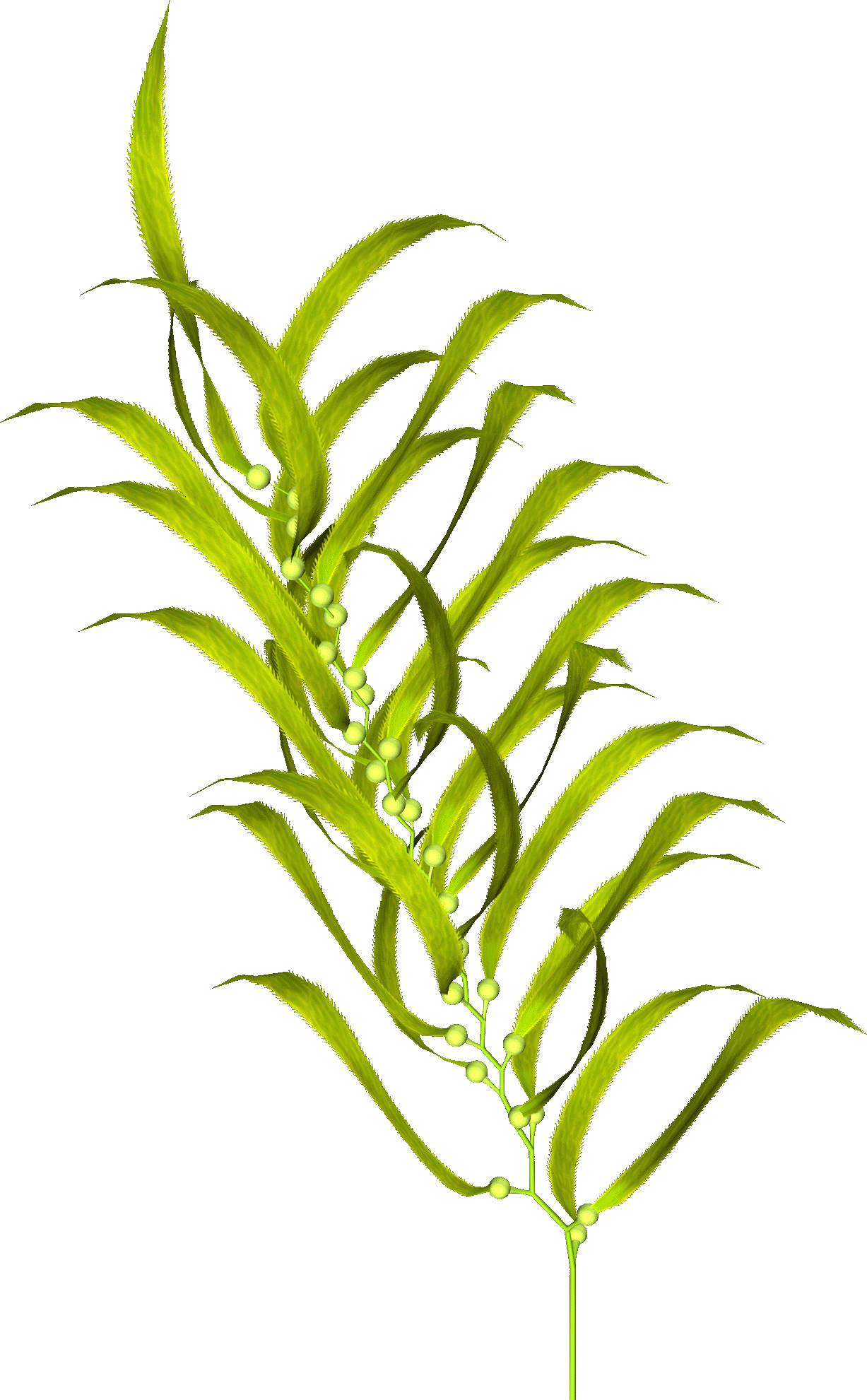 Moss Vector Algae Jpg Royalty Free Library - Sea Aquatic Plant Png (1227x1981), Png Download