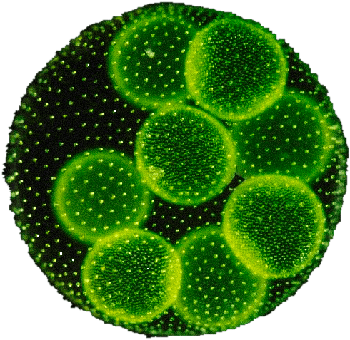Algae - Circle (960x642), Png Download