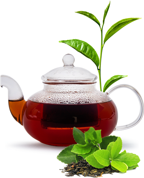 Intensitea Direct - Stem Meaning In Hindi (471x587), Png Download