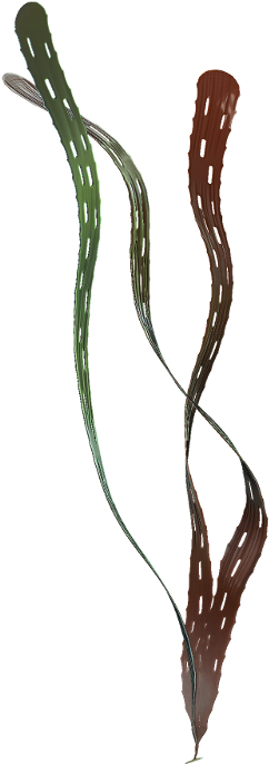 Margaretia Dorus Reconstruction - Burgess Shale (600x800), Png Download