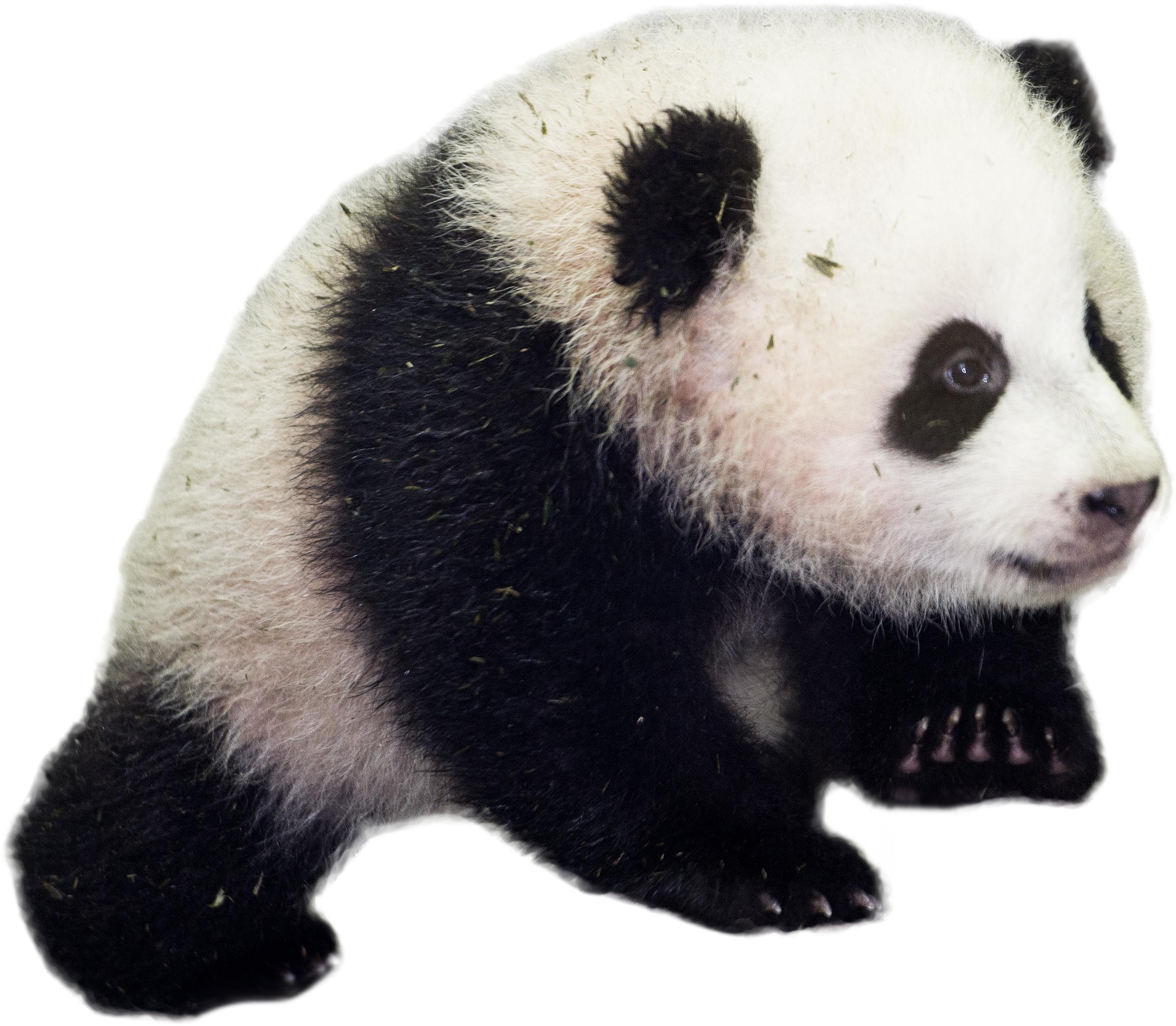 Download Baby Panda Png Png Image With No Background Pngkey Com