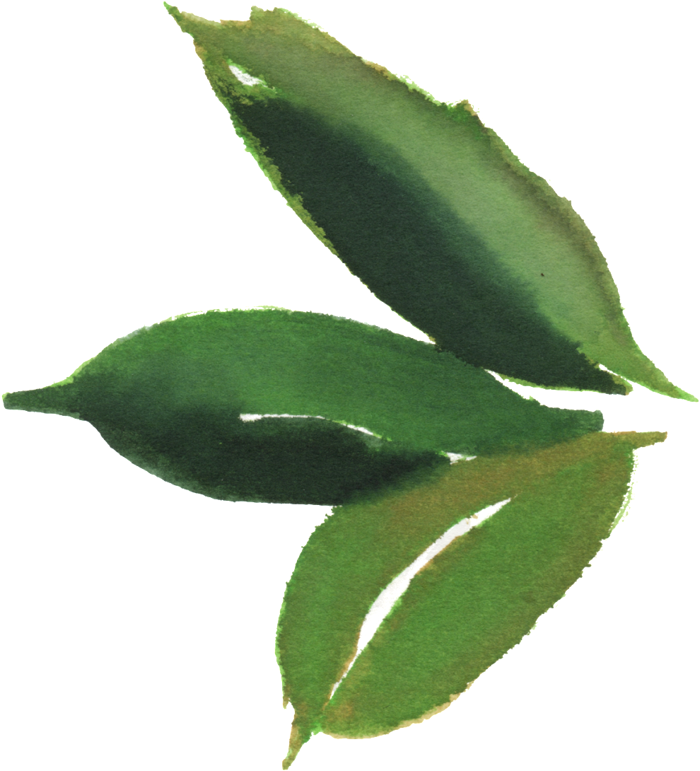 Watercolor Leaf Material - Watercolor Painting (1024x1108), Png Download