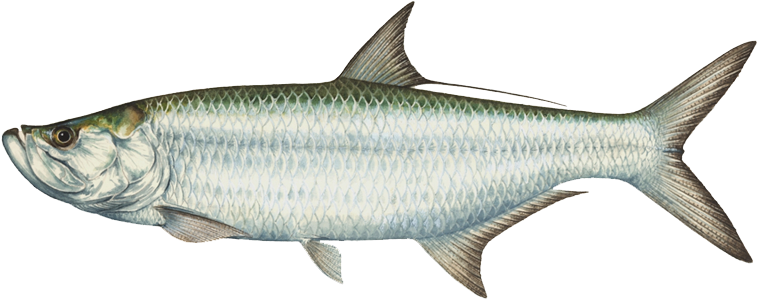 Wooden Spoons, Animais, Wooden Spoon - Alabama State Fish Tarpon (800x323), Png Download