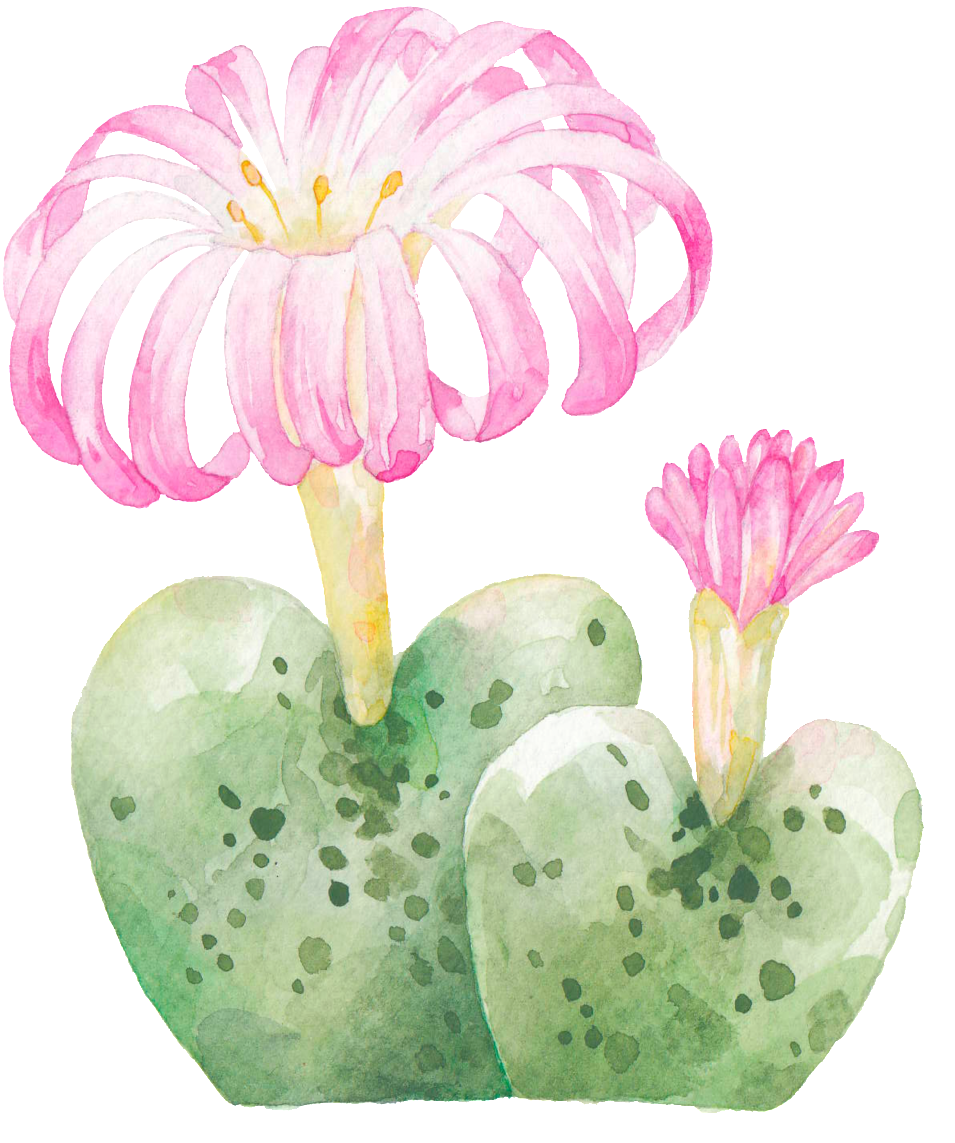 Hand Painted Rare Varieties Cactus Png Transparent - Cactus (1024x1195), Png Download