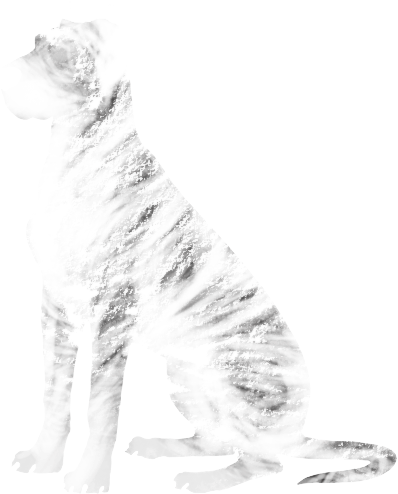 Scarce Brindle - Borzoi (475x538), Png Download