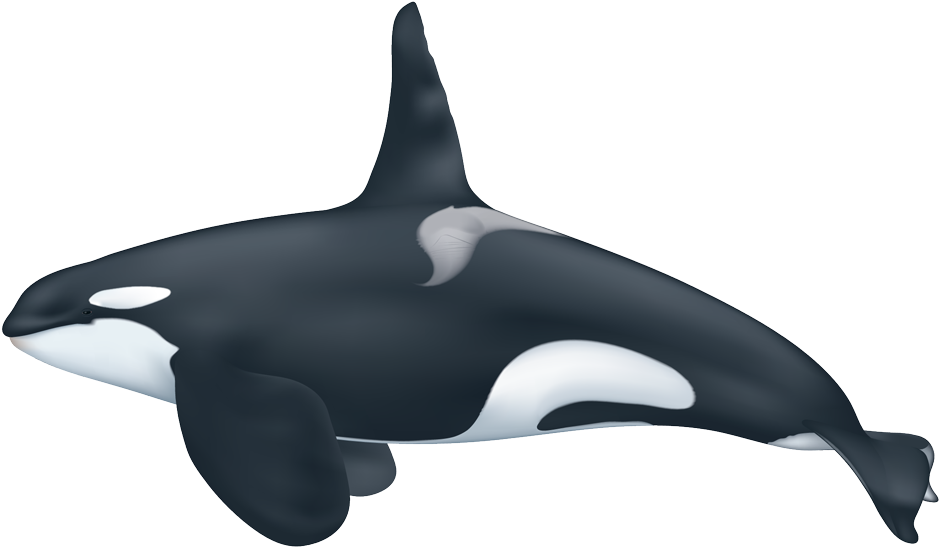 Scarce Picture Of A Killer Whale Orca - Does A Killer Whale Look Like (960x576), Png Download