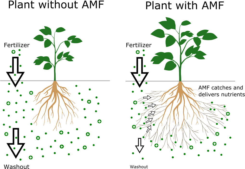 This Symbiosis Is Nature´s Solution For Scarce Nutrients - Tree (1070x789), Png Download