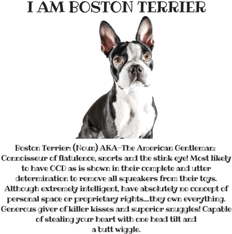 Boston Terrier (500x500), Png Download