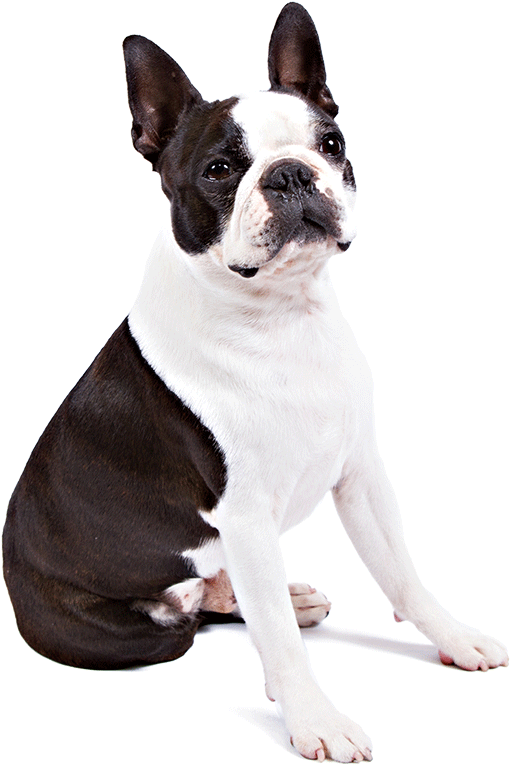 Boston Terrier Dog Breed Information - Juguete Perro Cuerda (1170x780), Png Download