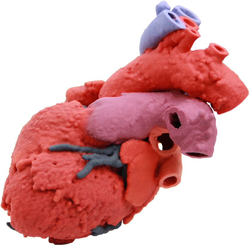 60107-heart Blood Flow - 3d Printed Organ Png (900x900), Png Download
