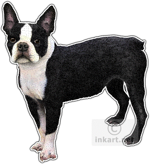 Boston Terrier Decal - Boston Terrier Note Cards (pk Of 20) (521x570), Png Download
