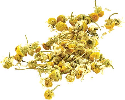 Picture Library Library Png Woman S Moon Cycle Library - Chamomile (500x406), Png Download