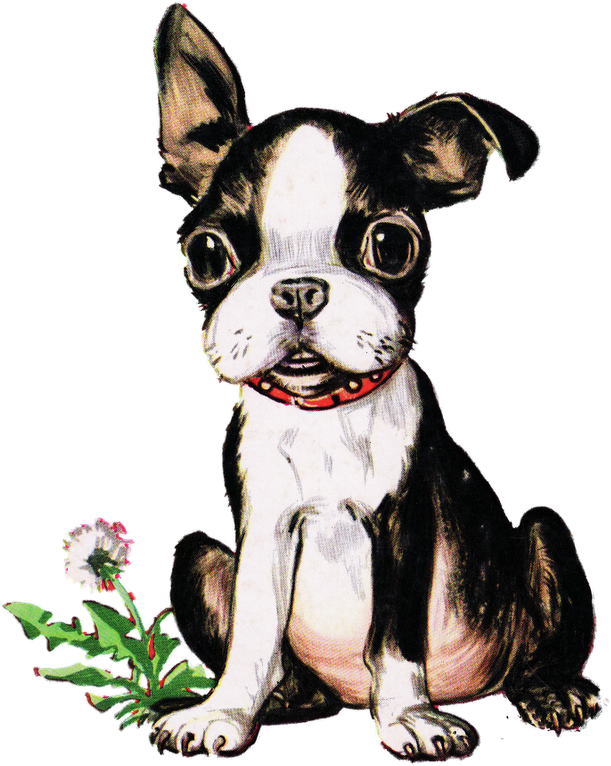 Vintage Boston Terrier Puppy - Playful Little Dog (654x800), Png Download