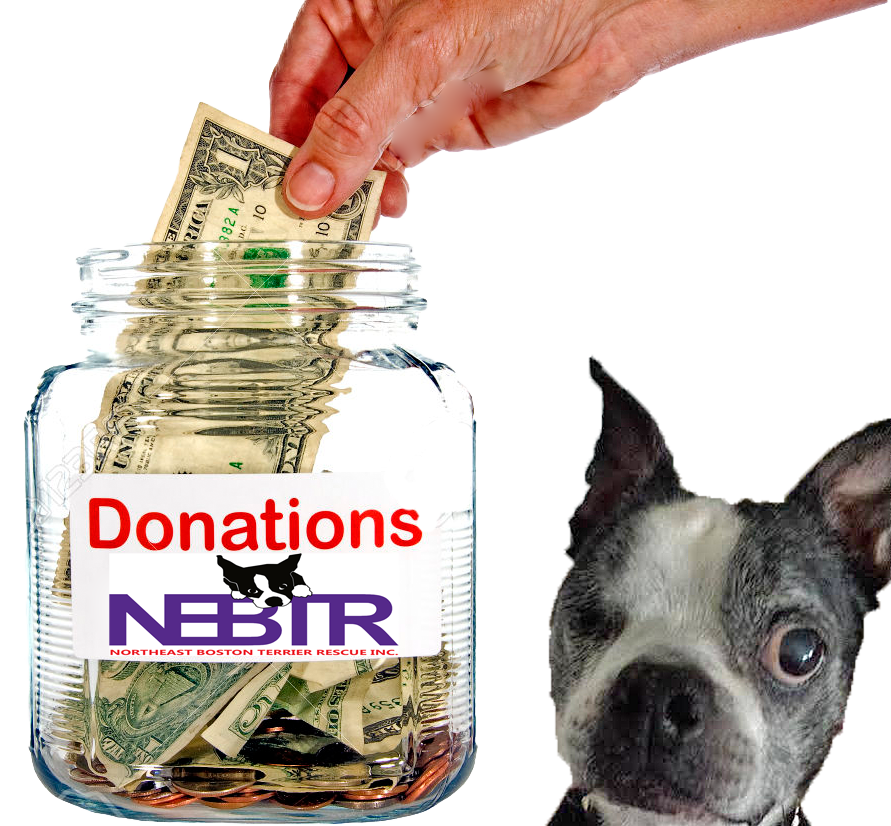 Donation To Nebtr • Northeast Boston Terrier Rescue - One Dollar Bill (891x826), Png Download