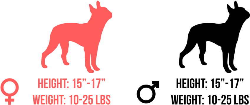 Both Male And Female Boston Terriers Are 15 To 17 Inches - Religion Is Like A Penis (1024x456), Png Download