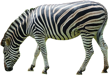 Zebra Png Image - Zebra Png (519x324), Png Download