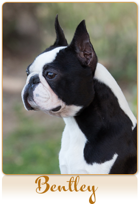 Kennedy's Elite Maestro Teddy, Rom - Northern California (295x417), Png Download