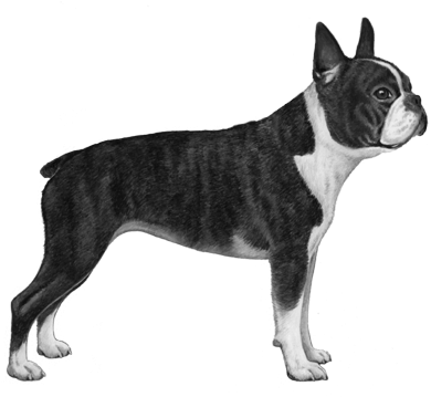 Boston Terrier - B&w - Boston Terrier (450x360), Png Download