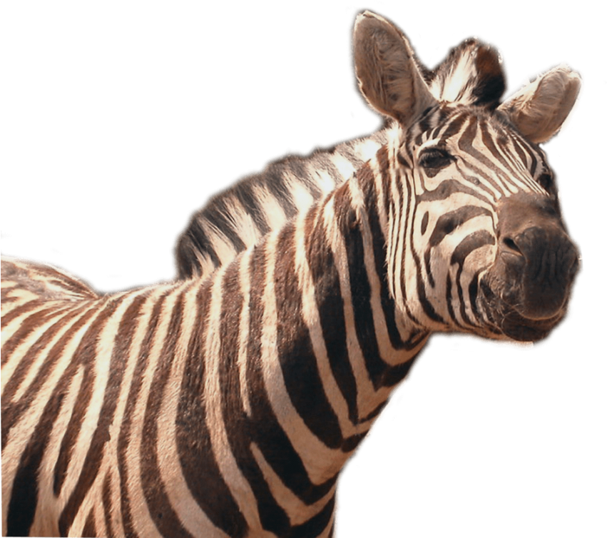 Free Png Zebra Png Png Images Transparent - Zebra Png (850x763), Png Download
