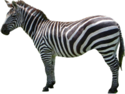 Png Image Information - Zebra With Transparent Background (400x300), Png Download