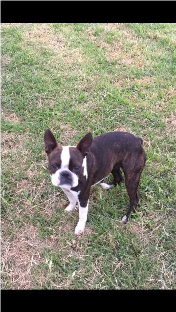 Boston Terrier (638x638), Png Download