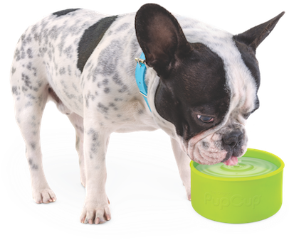 Bostonterrier (500x448), Png Download