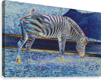 Zebra Grazing - Zebra (429x342), Png Download