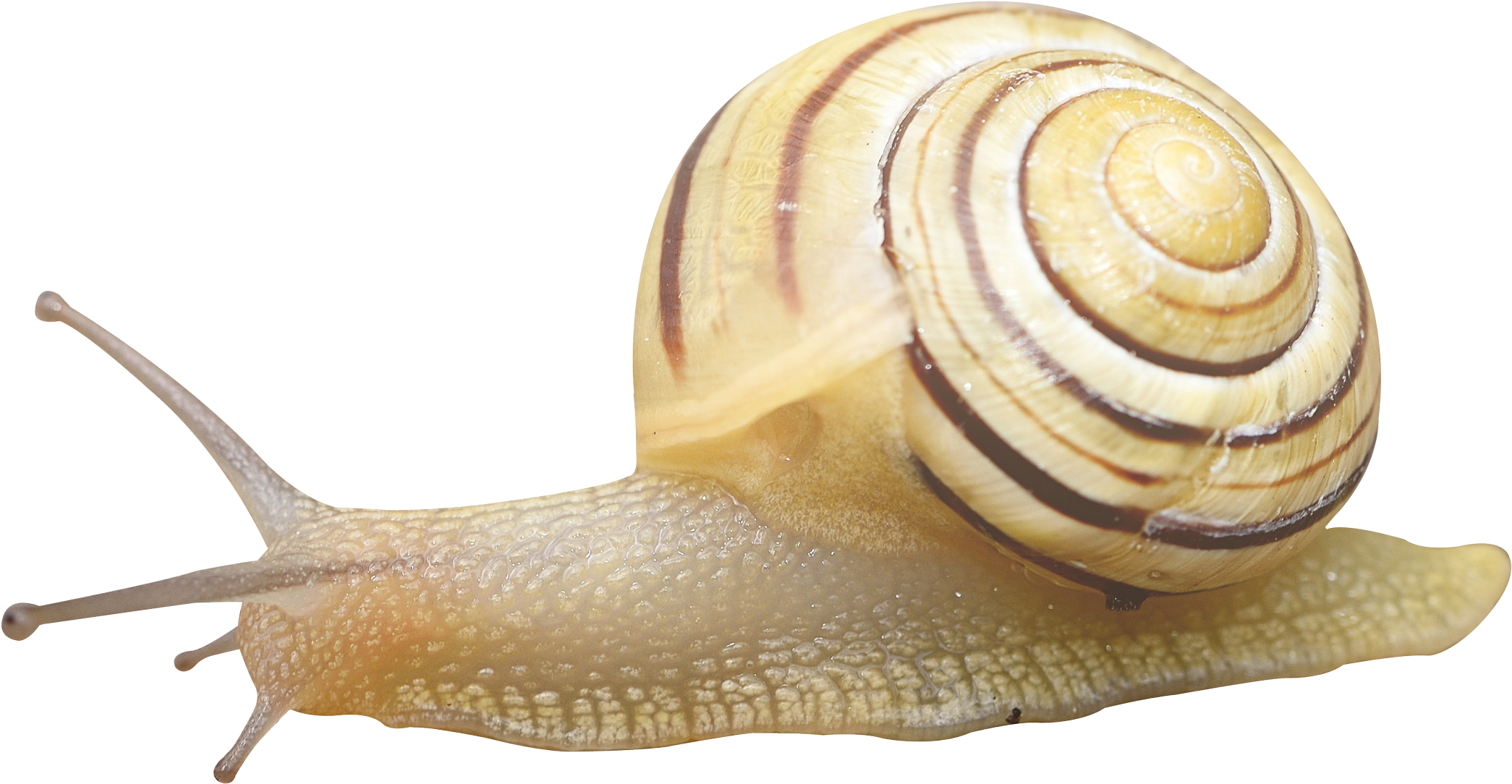 Snail Png (2250x1198), Png Download