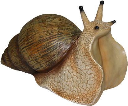 Snail Png (457x457), Png Download