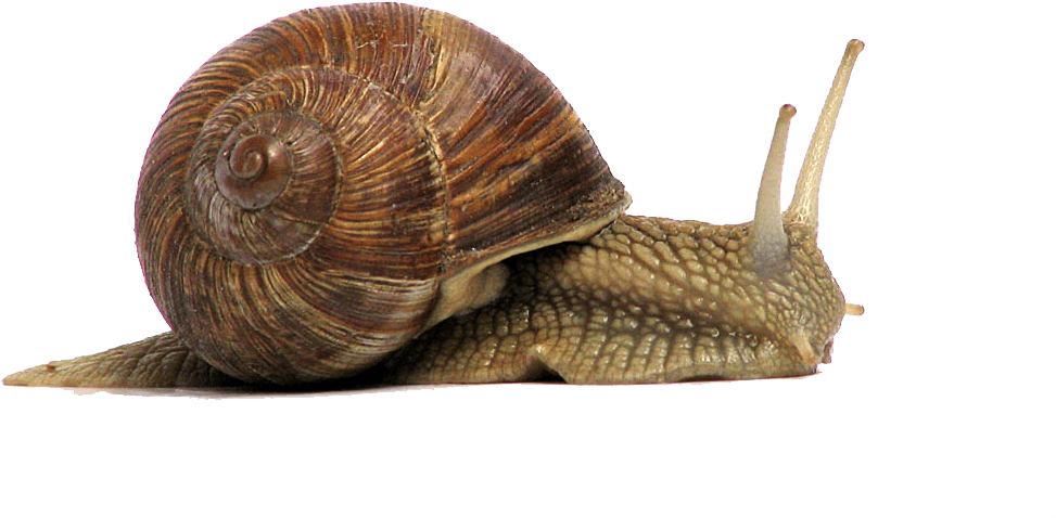 Animals - Snails - Snail Transparent Background (1440x900), Png Download