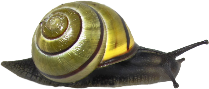 Snail Png Clipart - Snail Png (1024x746), Png Download