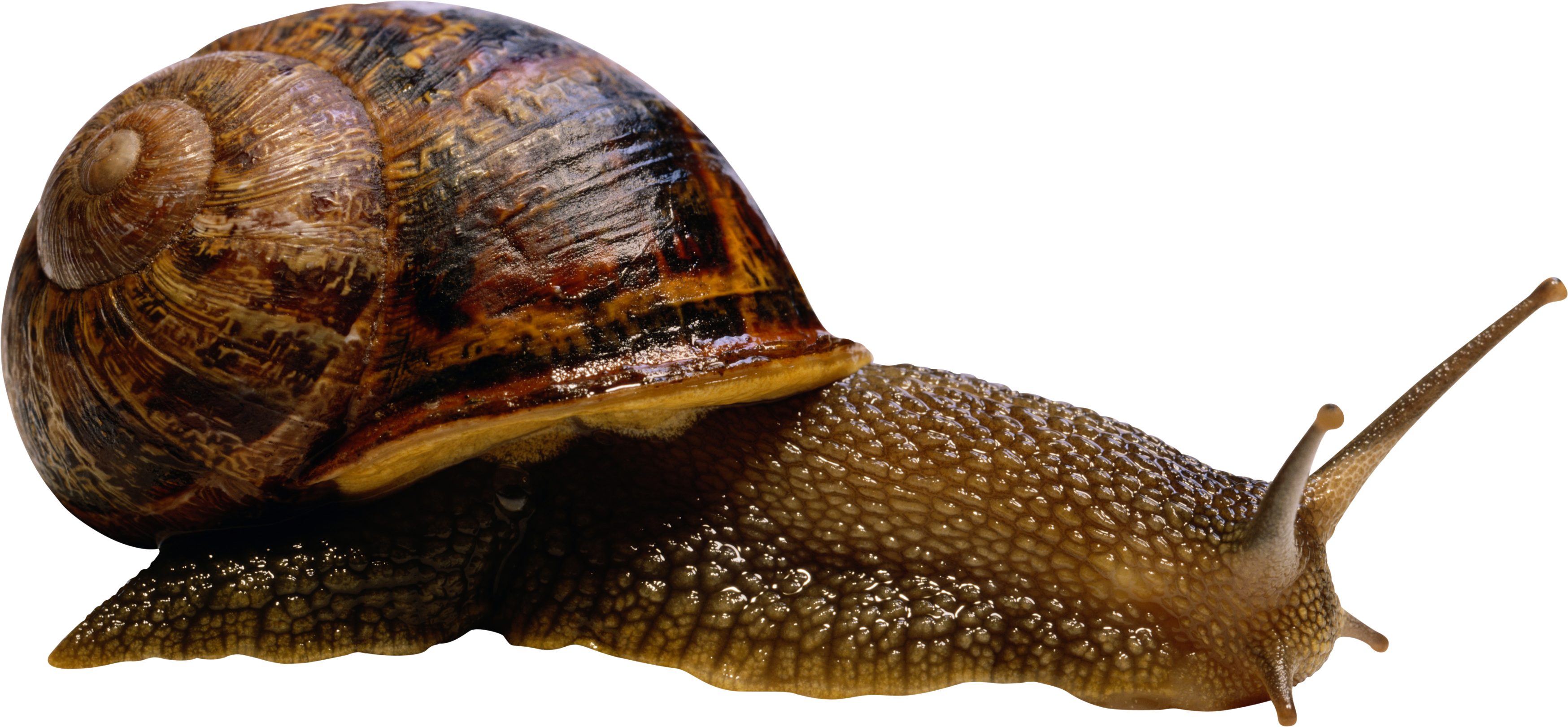 Snail Png - Armadillos Food (3496x1622), Png Download