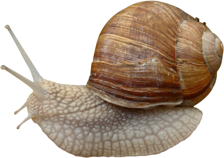 Snail Png Image - Gastropods Png (500x358), Png Download