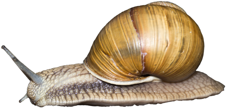 Vector Free Download Pin By Transparent Png Images - Snail Transparent Png (960x640), Png Download