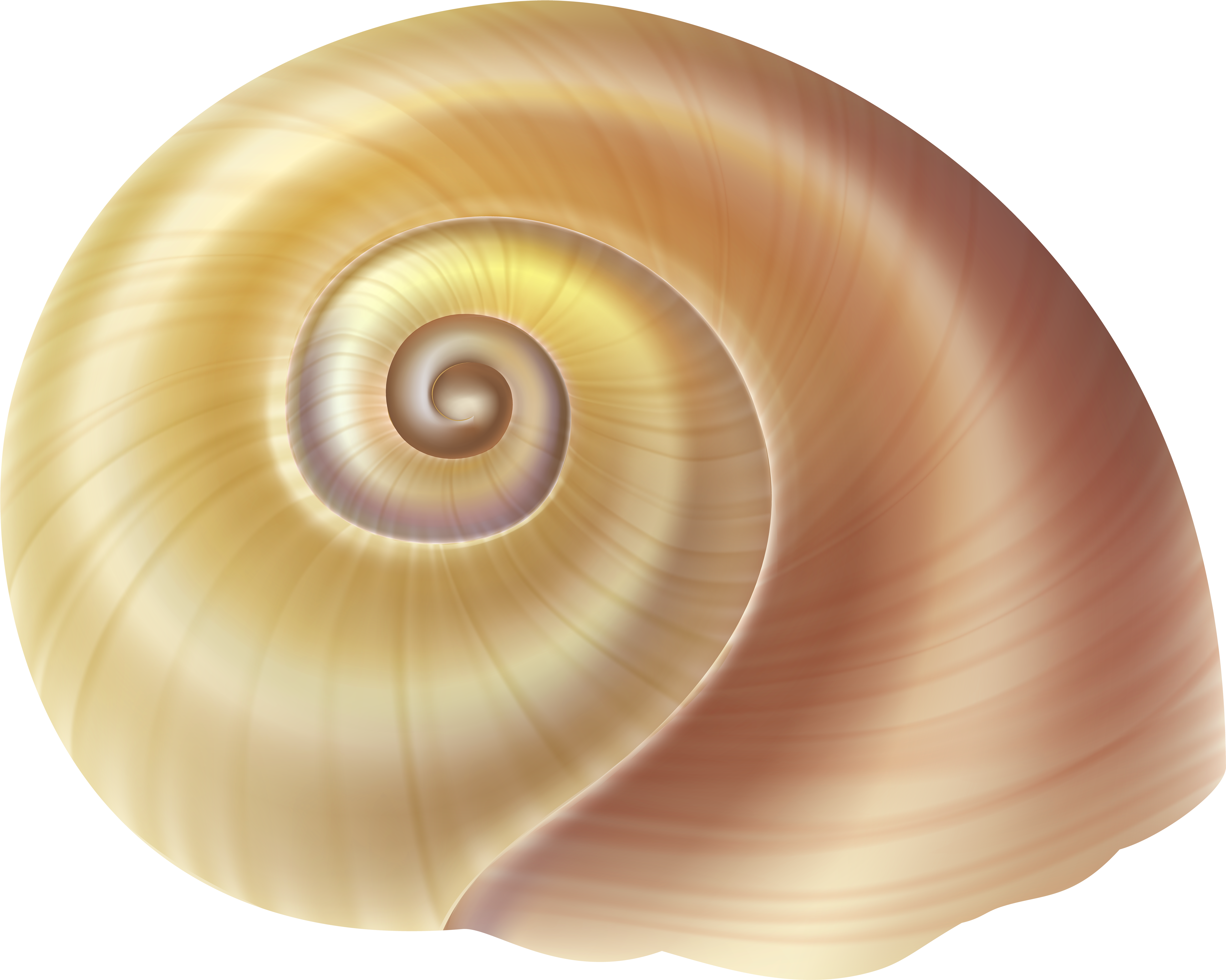 Vector Royalty Free Stock Seashell Png Images Free - Snail Shell Clipart (600x481), Png Download