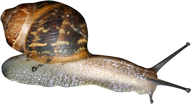 Snail Png - Snails Png (800x440), Png Download