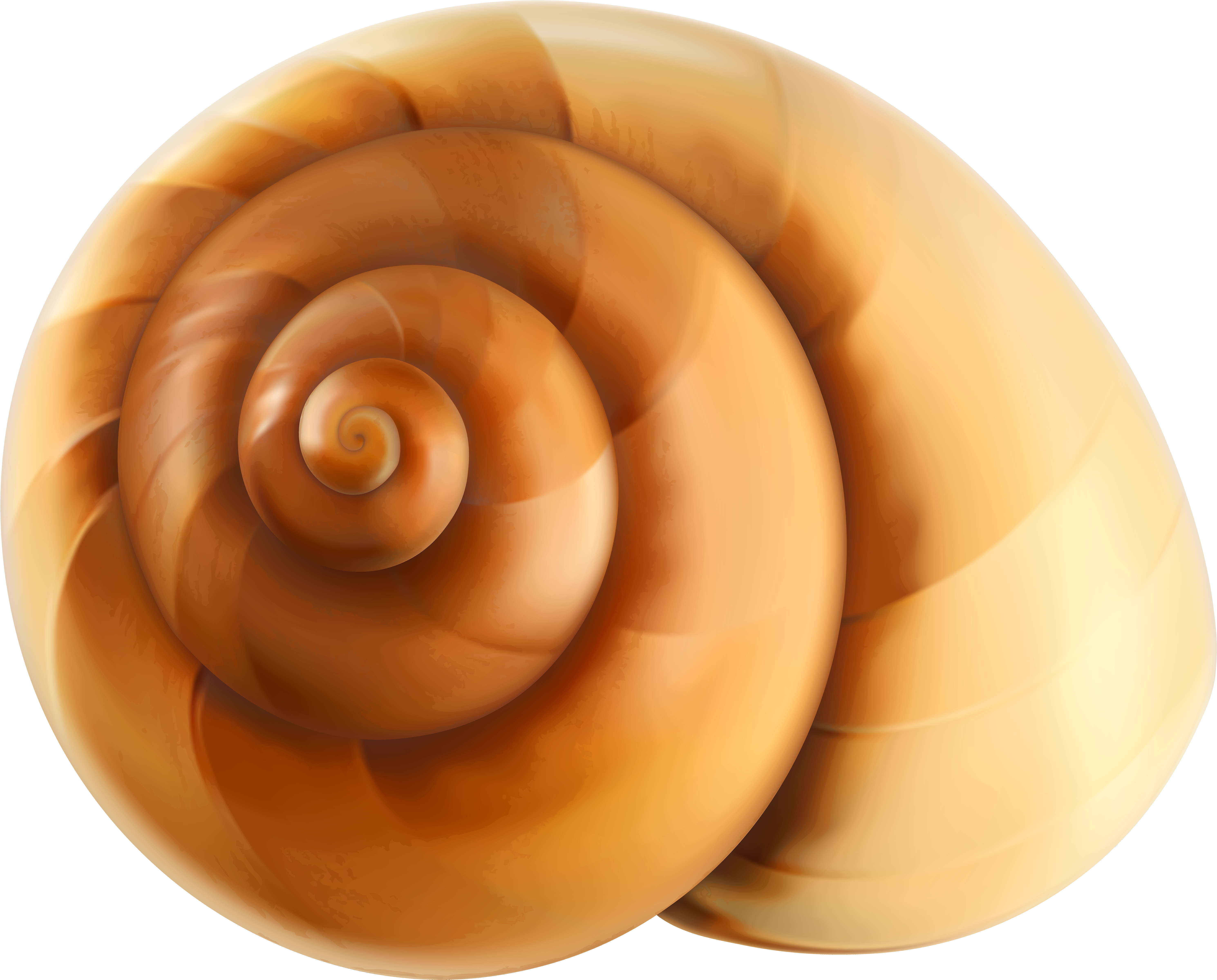 Snail Shell Png (6000x4839), Png Download