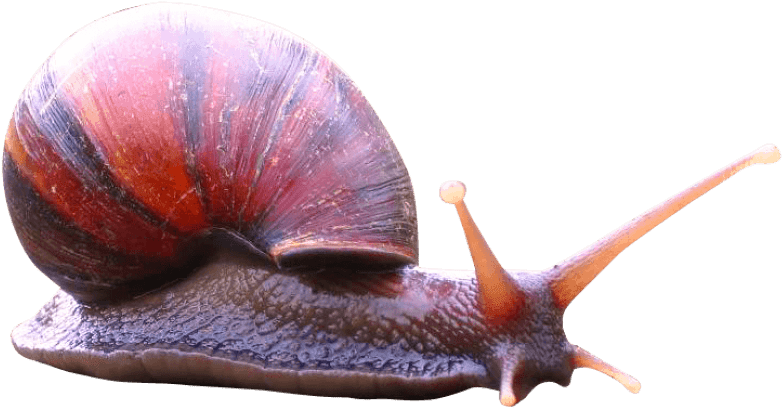 Free Png Snail Png Images Transparent - Existencia De Un Sentido Canvas Print - Small (850x482), Png Download