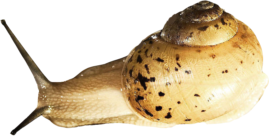 Snail Download Png Image - Slugs Png (1024x683), Png Download