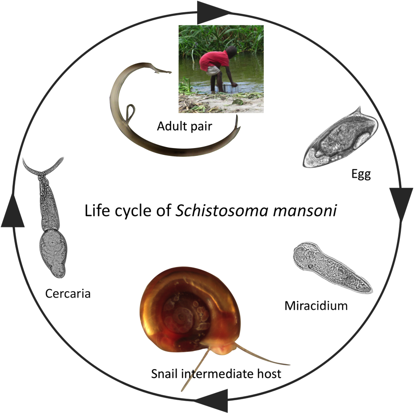 Schistosome Infections In Snails Alter Snail Physiology - Life Cycle Of Aquarium Snail (875x862), Png Download