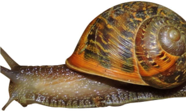 Snail Png (640x480), Png Download