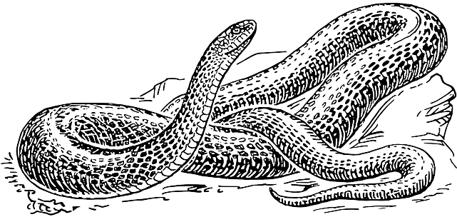Download Snake, Black, Outline, Drawing, White, Cartoon, Free - Black And White  Snake Drawing PNG Image with No Background 